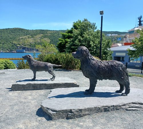 Statue in St. John's - Much loved in NL the Newfie dog - parent breed to the Labrador Retriever.